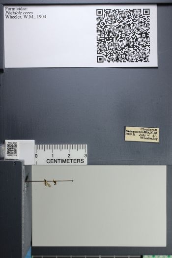 Media type: image;   Entomology 531516